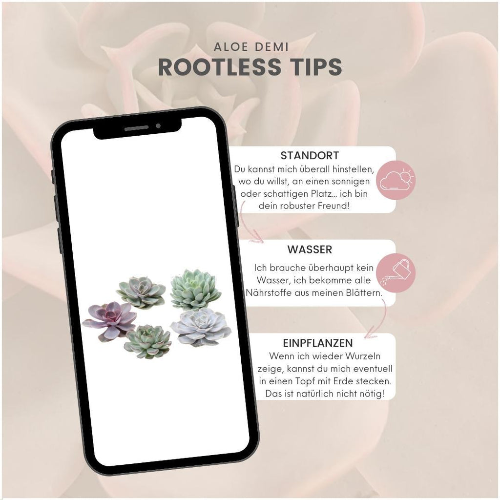 ROOTLESS Echeveria Medium Mix GIY Box – Ø19 cm, 5 cm høj