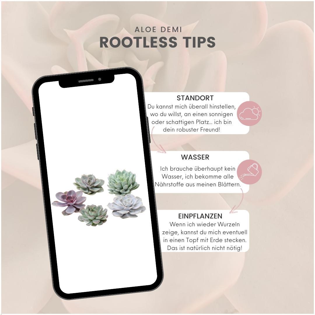 ROOTLESS Echeveria Medium Mix GIY Box – Ø19 cm, 5 cm høj