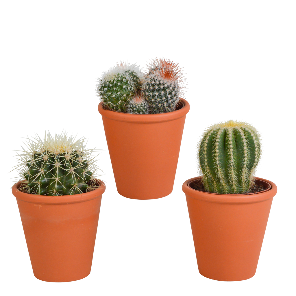 3× Bolcactus mix (Cactaceae) in terracotta pot – Ø9 cm, 16 cm hoog