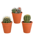 3× Bolcactus mix (Cactaceae) in terracotta pot – Ø9 cm, 16 cm hoog