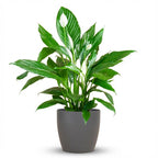 Spathiphyllum (lepelplant) in Potter-sierpot grijs – Ø21 cm, 80 cm hoog