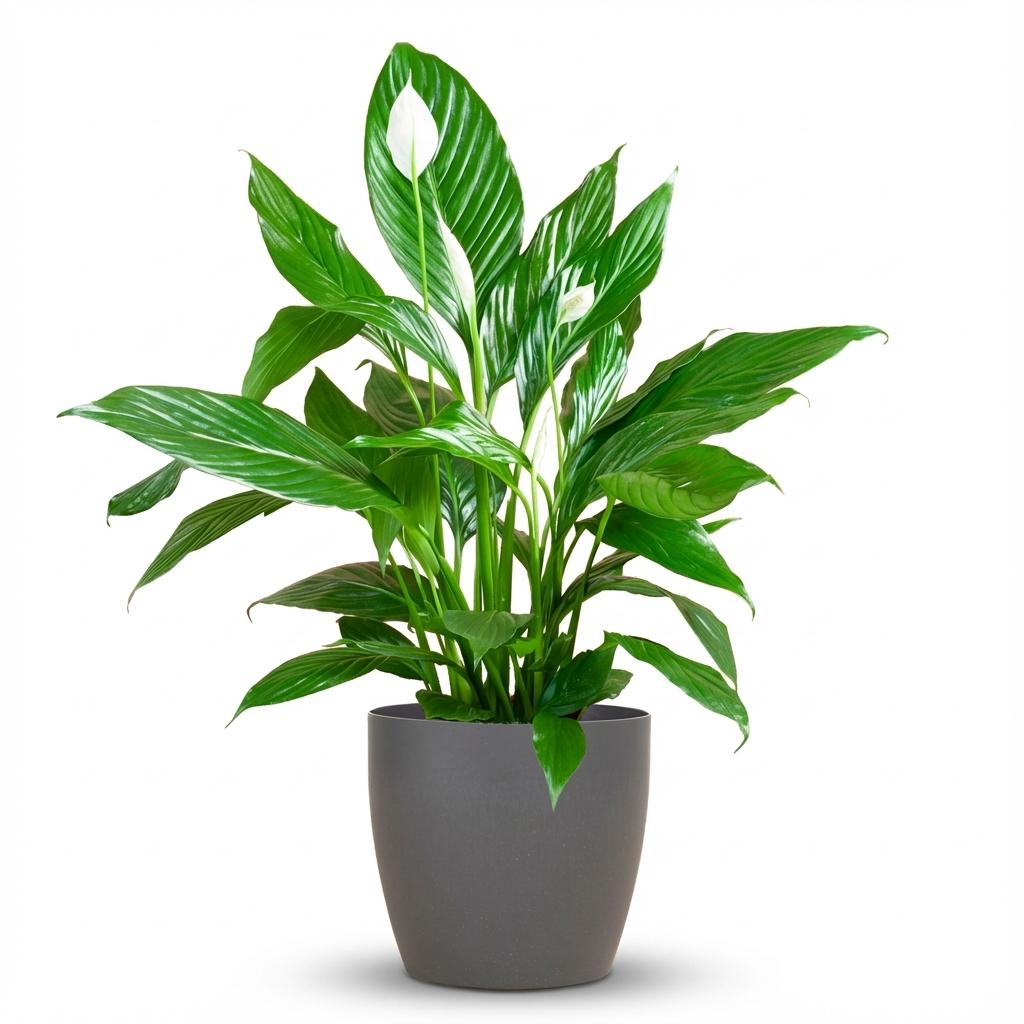 Spathiphyllum (lepelplant) in Potter-sierpot grijs – Ø21 cm, 80 cm hoog