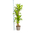 Dracaena fragrans Massangeana (dragebreg) – Ø30 cm, 170–190 cm høj