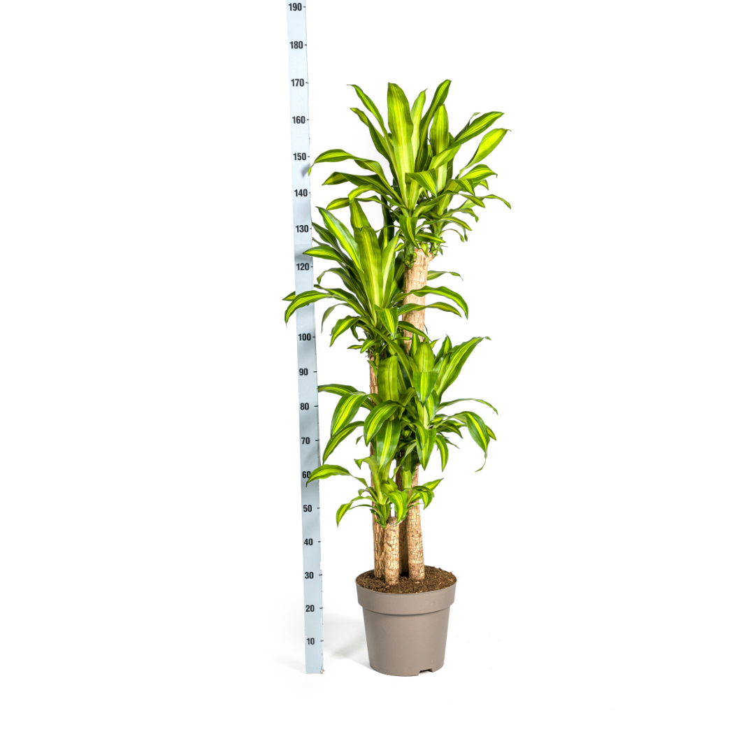 Dracaena fragrans Massangeana (Drachenbaum) – Ø 30 cm, 170–190 cm hoch