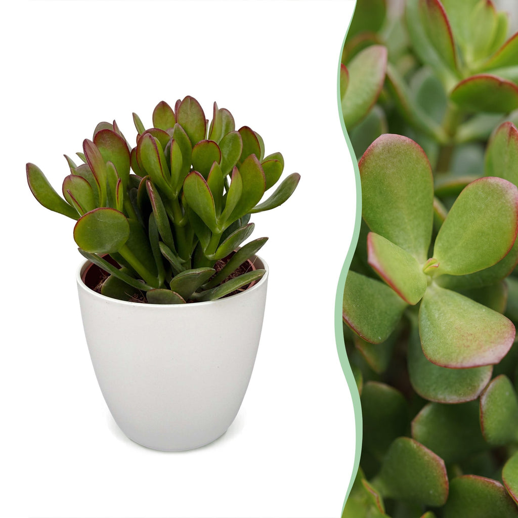 Crassula ovata (jadeplante) i hvid potte – Ø12 cm, 16 cm høj