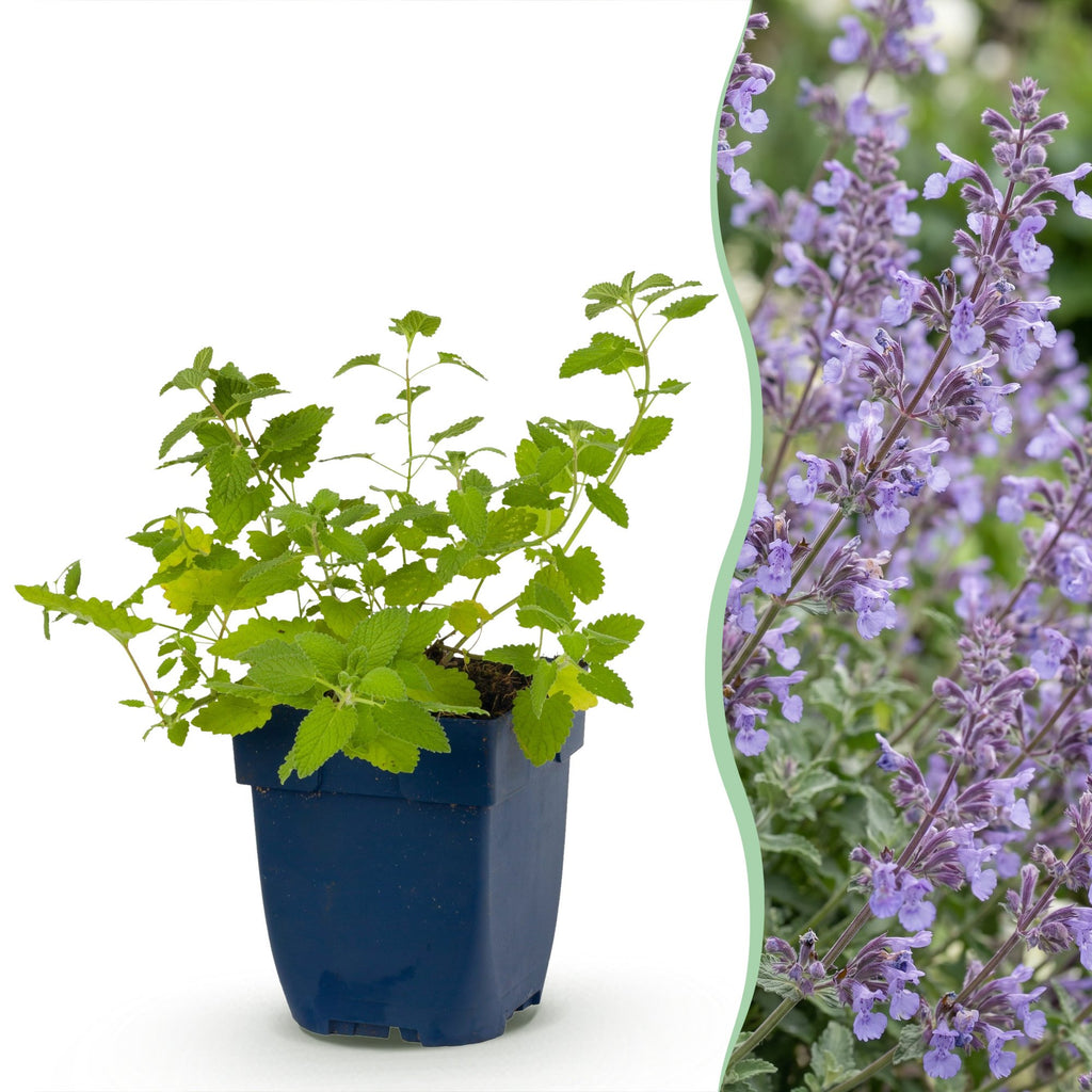 Nepeta faassenii 'Walker’s Low' (Katzenminze) – blau – 6 Pflanzen, Ø 11 cm, 15–25 cm hoch