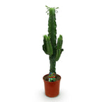 Euphorbia eritrea – Ø19 cm, 70 cm hoog – art. 54705
