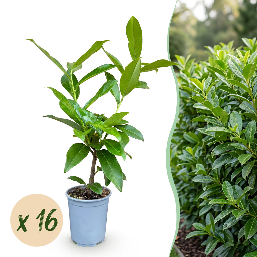 Prunus laurocerasus 'Novita' (Lorbeerries) – 16 Pflanzen, Ø9 cm, 25–35 cm hoch
