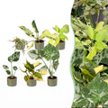 6× jeunes plantes Tropical Mix incl. Linnea Olive – Ø6 cm, 10–15 cm de haut