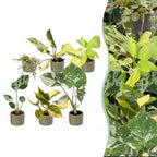 6× jeunes plantes Tropical Mix incl. Linnea Olive – Ø6 cm, 10–15 cm de haut