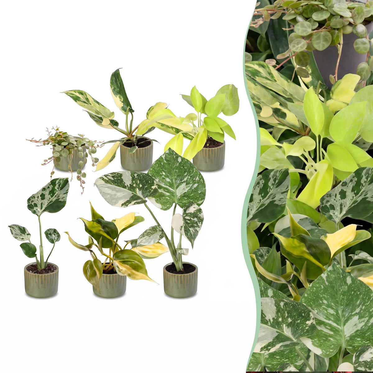 6× jeunes plantes Tropical Mix incl. Linnea Olive – Ø6 cm, 10–15 cm de haut