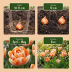 Tulipe 'Candle Light' – 96 bulbes (calibre 11/12)