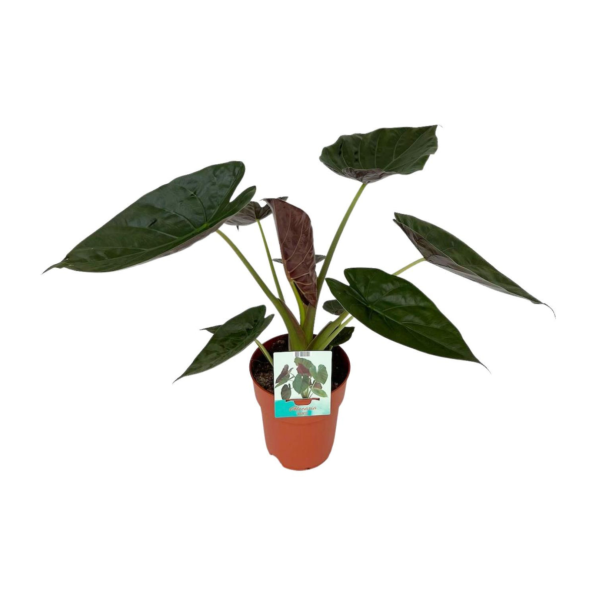 Alocasia Wentii (Elefantenohr) – Ø19 cm, 85 cm hoch