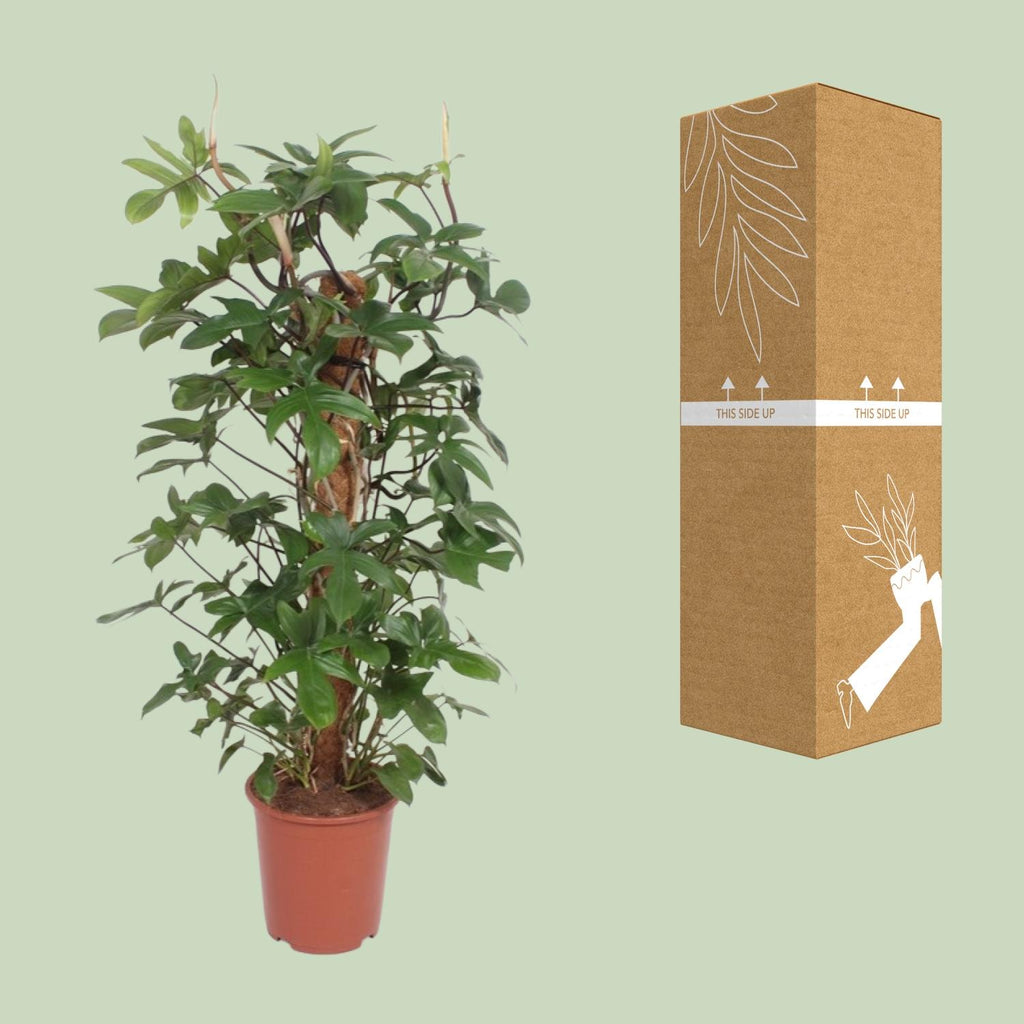 Philodendron Pedatum – Ø27 cm, 130 cm hoog