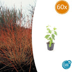 Cornus sanguineum 'Midwinter Fire' (dogwood) – 60 plants, Ø9 cm, 10–25 cm high