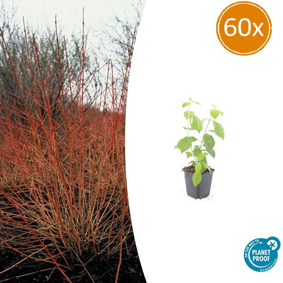 Cornus sanguineum 'Midwinter Fire' (dogwood) – 60 plants, Ø9 cm, 10–25 cm high – photo 2