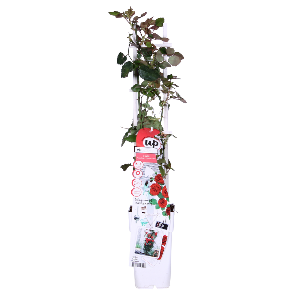 Rosa 'Crazy' (rose) – 3 plants, Ø15 cm, 65 cm high – art. 7686 – photo 7
