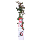 Rosa 'Crazy' (rose) – 3 plants, Ø15 cm, 65 cm high – art. 7686