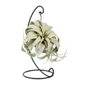 Tillandsia King Xero (luchtplantje) – Ø12 cm, 23 cm hoog
