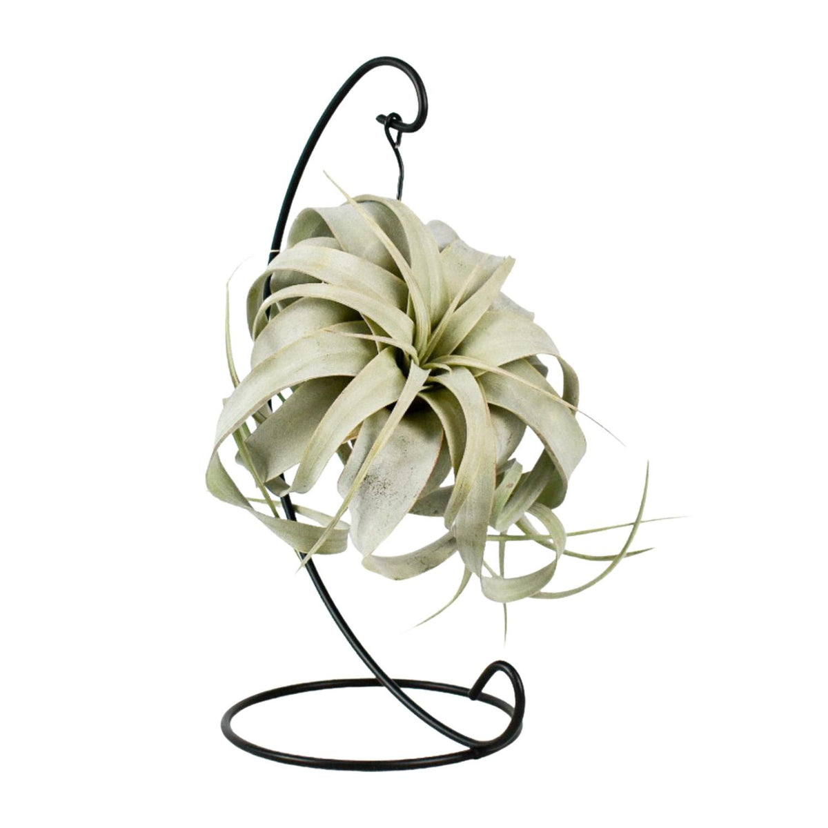 Tillandsia King Xero (Luftpflanze) – Ø 12 cm, 23 cm hoch