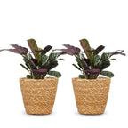 2× Ctenanthe burle-marxii (fishbone plant) with basket – Ø12 cm, 30 cm high
