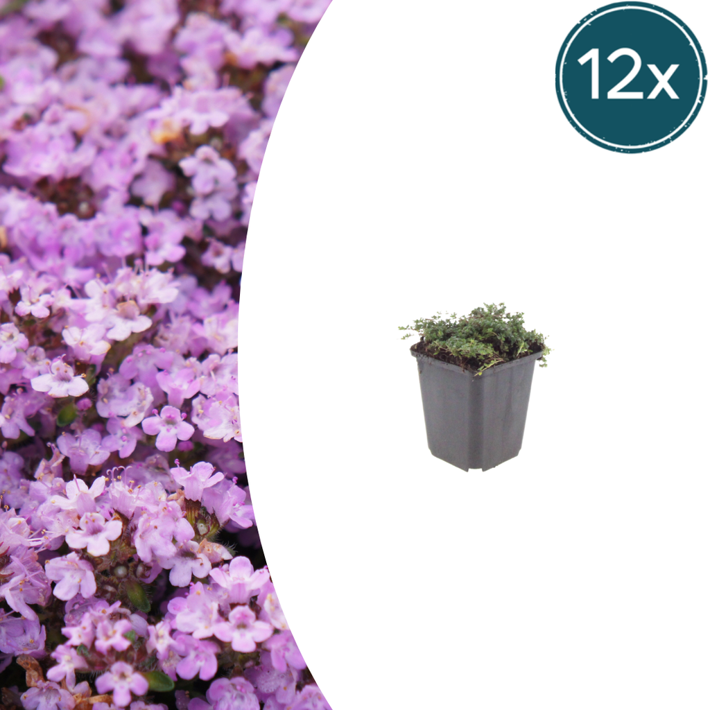 Thymus praecox 'Purple Beauty' (thyme) – 12 plants, Ø9 cm, 10–25 cm high