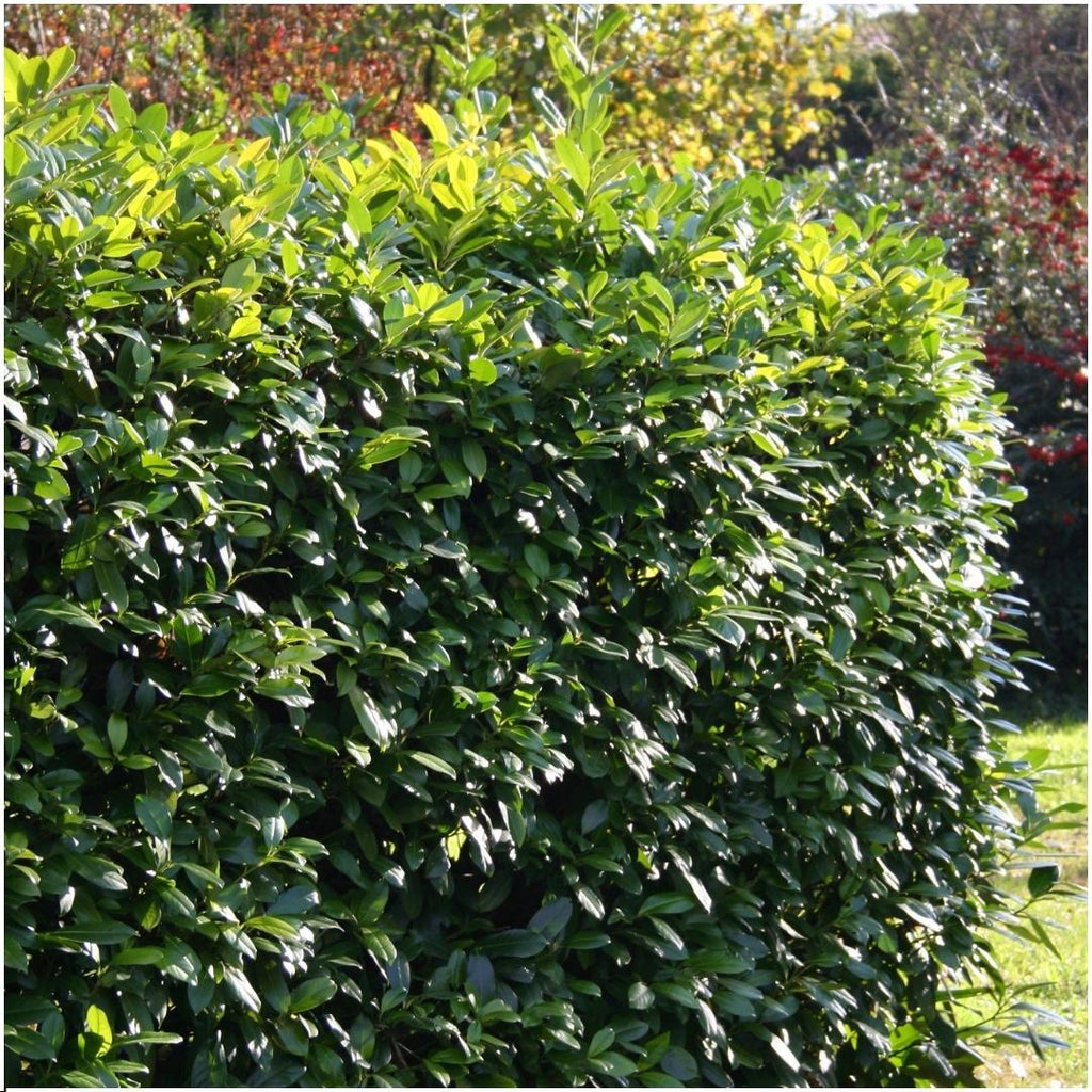 Prunus laurocerasus 'Rotundifolia' (cherry laurel) – 6 plants, 250 cm high – photo 3
