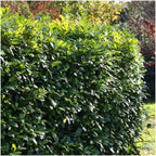 Prunus laurocerasus 'Rotundifolia' (cherry laurel) – 6 plants, 250 cm high