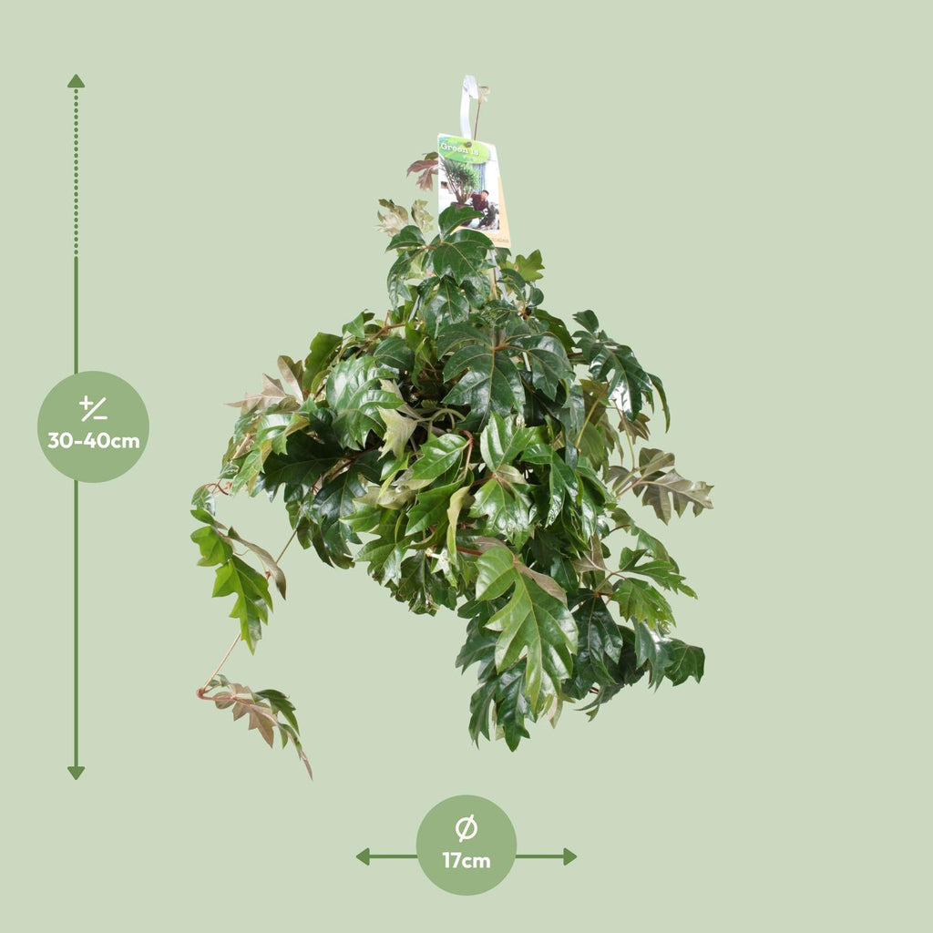 Cissus Rhombifolia Ellen Danica – Ø17 cm, 70 cm hoog
