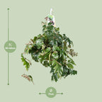 Cissus Rhombifolia Ellen Danica – Ø17 cm, 70 cm hoog