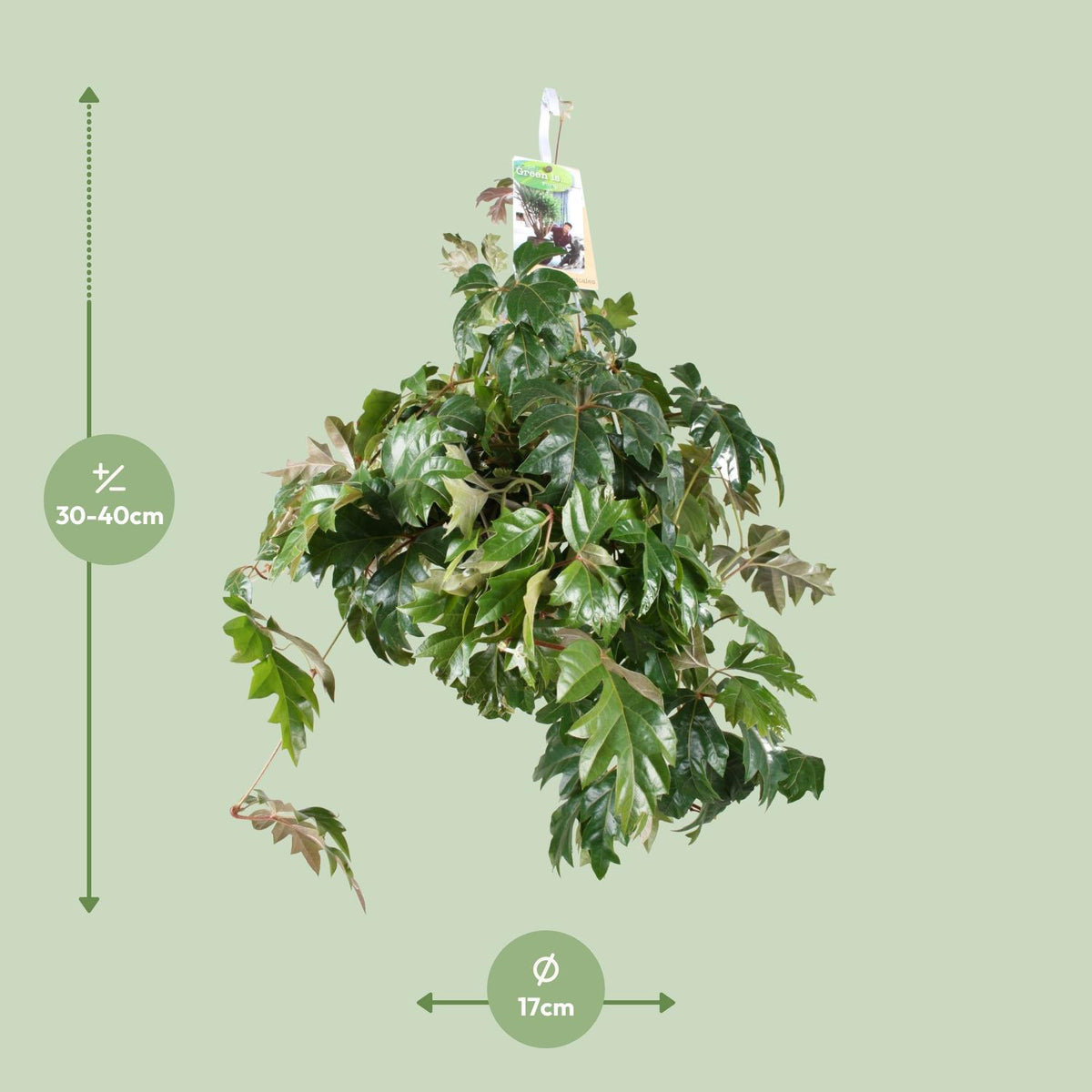 Cissus Rhombifolia Ellen Danica – Ø17 cm, 70 cm hoog
