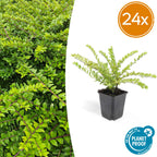 Lonicera nit. 'Maigrün' (kamperfoelie) – 24 planten, Ø9 cm, 10–25 cm hoog