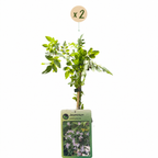 Jasminum stephanense (pink jasmine) – 2 plants, Ø9 cm, 35 cm high
