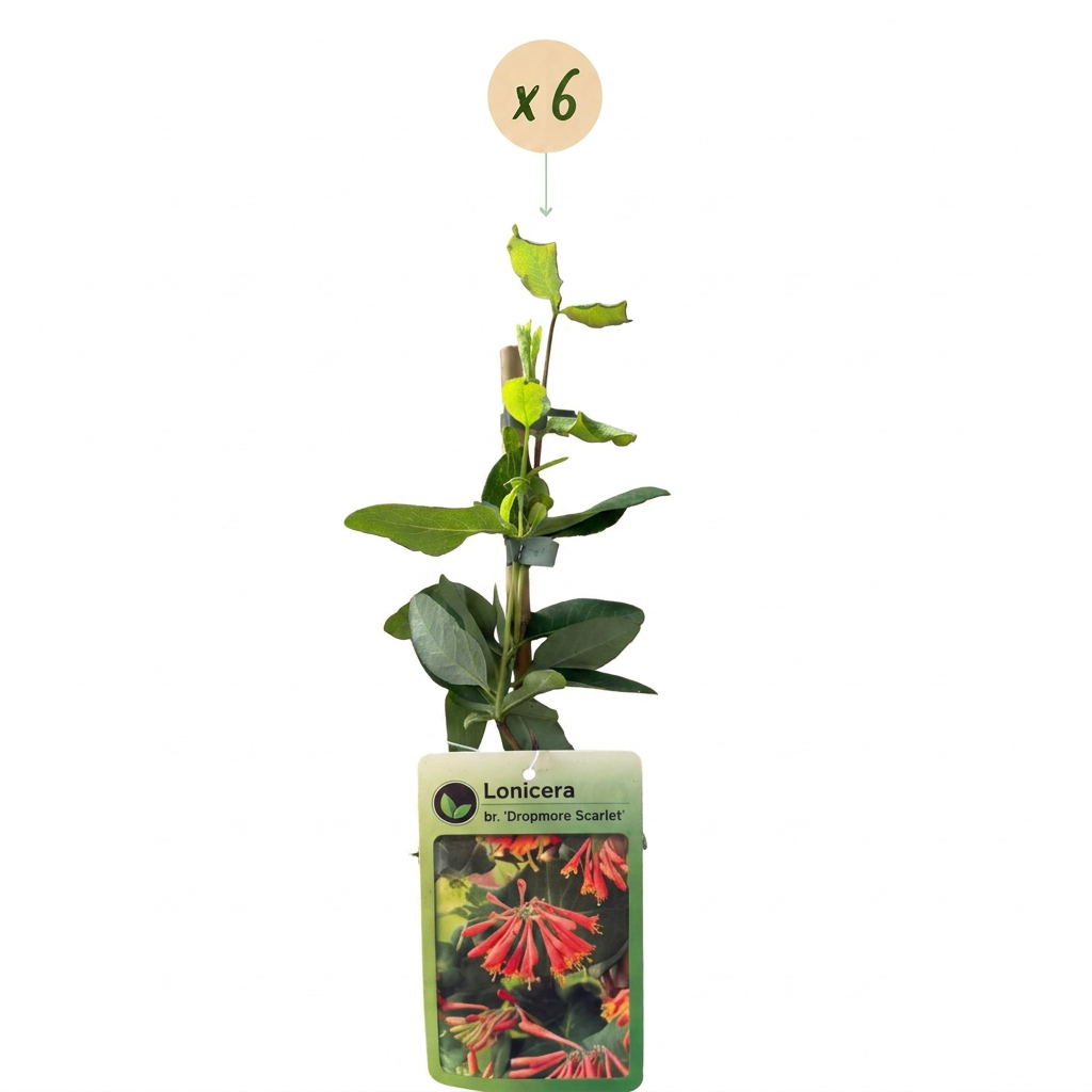 Lonicera × brownii 'Dropmore Scarlet' (honeysuckle) – yellow-red – 6 plants, Ø9 cm, 35 cm high – photo 2
