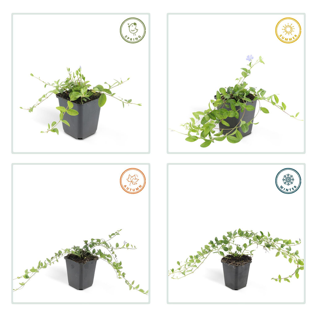 Vinca minor 'La Grave' (almindelig eføj) – 48 planter, Ø9 cm, 10–25 cm høje – billede 4