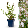 Gaura lindh. 'Whirling Butterflies' (prachtkaars) – white – 24 plants, Ø11 cm, 15–25 cm high