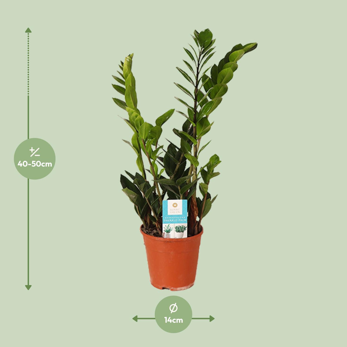 Zamioculcas zamiifolia (zz-plant) – Ø14 cm, 45 cm hoog