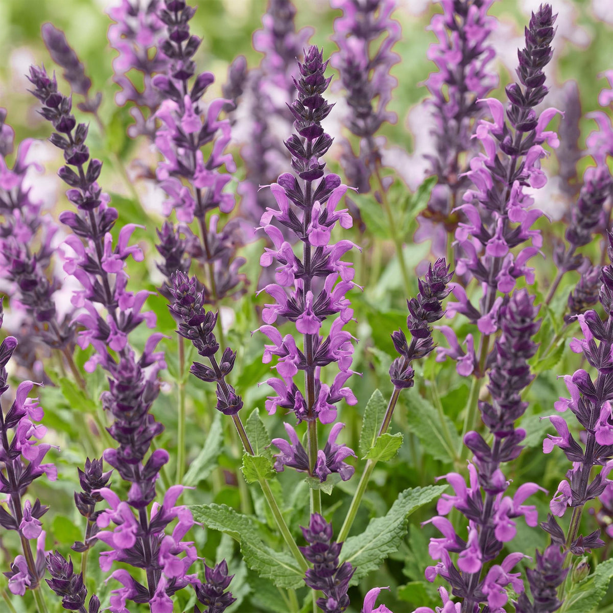 Salvia nemorosa 'Sense Deep Pink' (Salbei) – rosa – 6 Pflanzen, Ø 11 cm, 15–25 cm hoch – Bild 5