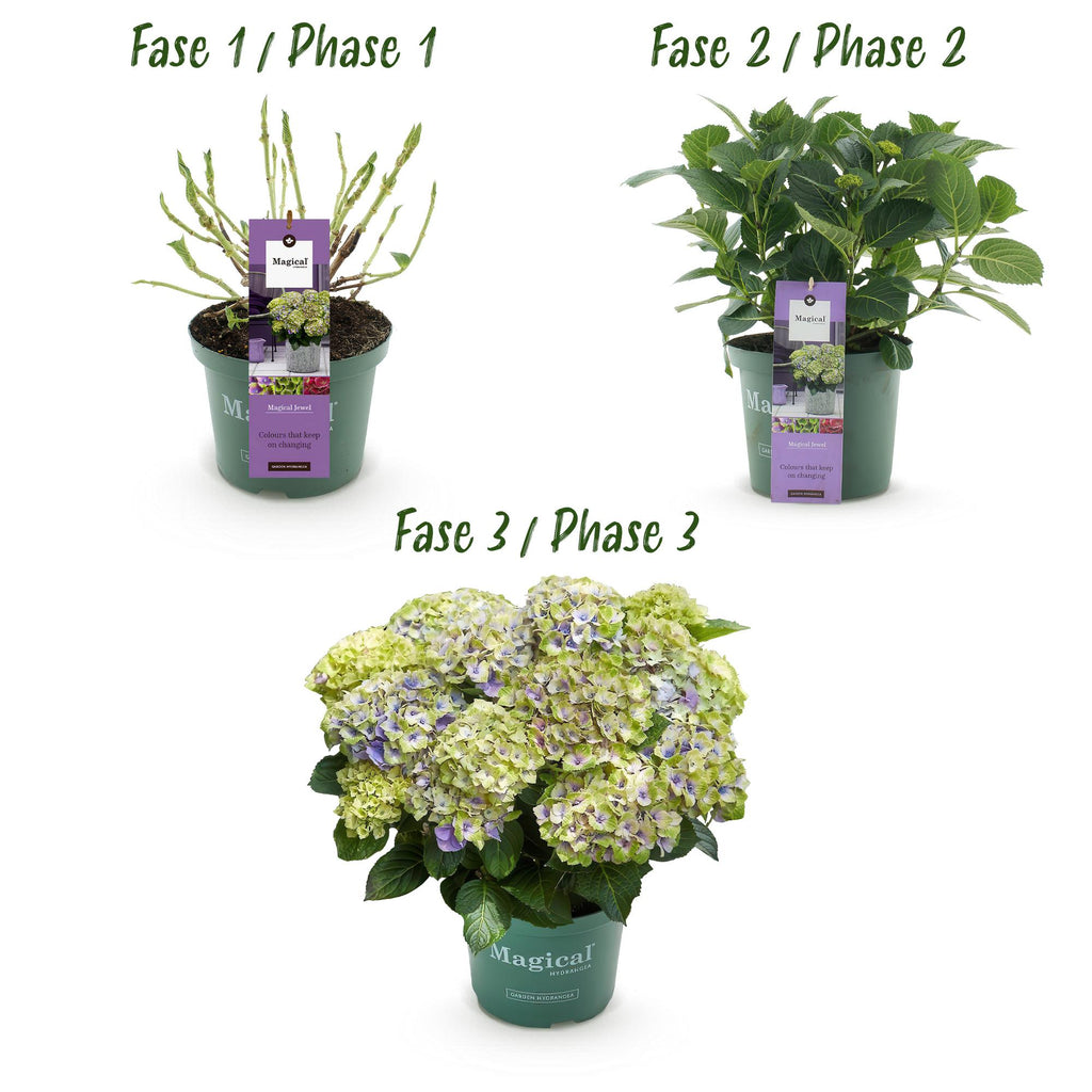 Hydrangea 'Magical Jewel Blue' (Hortensie) – blau – Ø 23 cm, 55 cm hoch – Bild 4