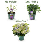 Hydrangea 'Magical Jewel Blue' (Hortensie) – blau – Ø 23 cm, 55 cm hoch