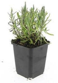 Lavandula angustifolia 'Munstead' (lavande) – 24 plants, Ø9 cm, 10–25 cm de haut