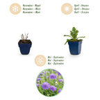 Scabiosa columbaria 'Butterfly Blue' (scabieuse) – violet – 3 plantes, Ø11 cm, 15–25 cm de haut