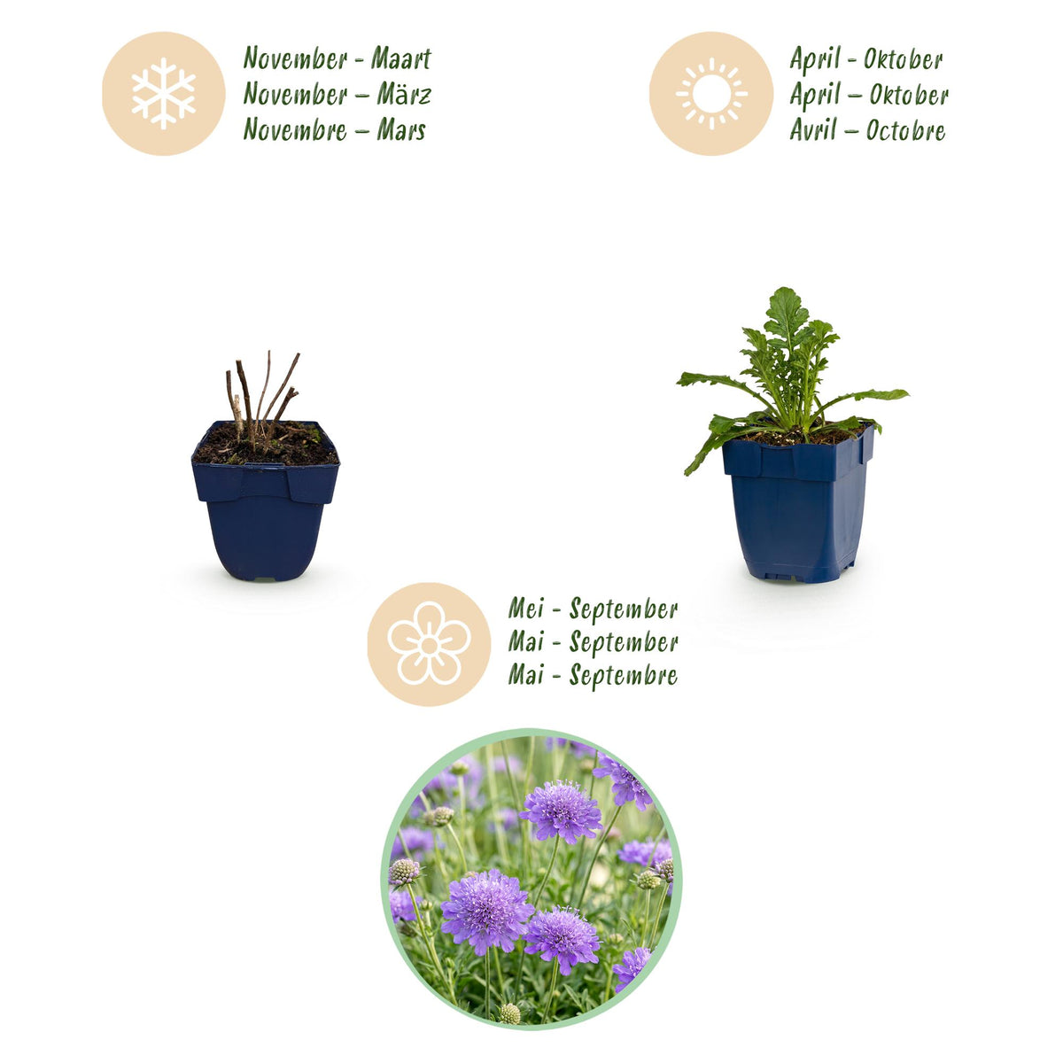 Scabiosa columbaria 'Butterfly Blue' (scabieuse) – violet – 3 plantes, Ø11 cm, 15–25 cm de haut – photo 4
