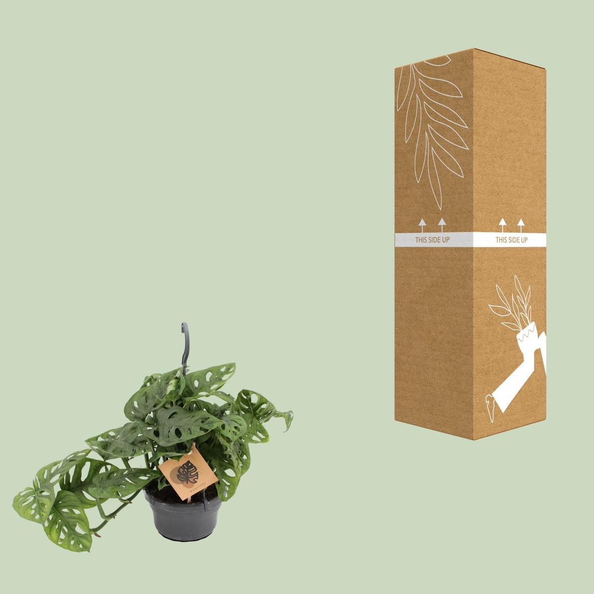 Monstera Monkey (hulplant) – Ø14 cm, 30 cm høj