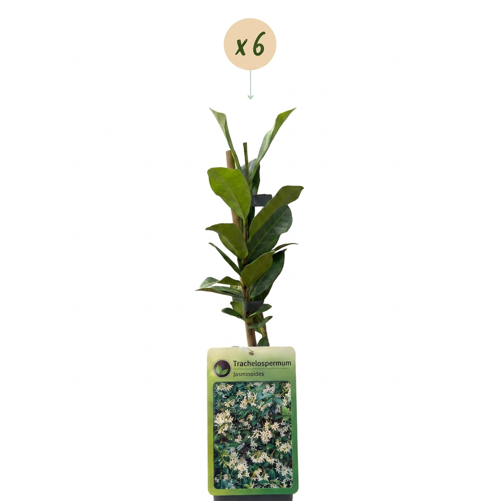 Trachelospermum jasminoides (jasmin de Toscane) – blanc – 6 plantes, Ø9 cm, 35 cm de haut – photo 2