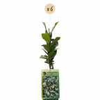 Trachelospermum jasminoides (jasmin de Toscane) – blanc – 6 plantes, Ø9 cm, 35 cm de haut