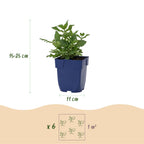 Salvia nemorosa 'Sense Deep Pink' (Salbei) – rosa – 6 Pflanzen, Ø 11 cm, 15–25 cm hoch