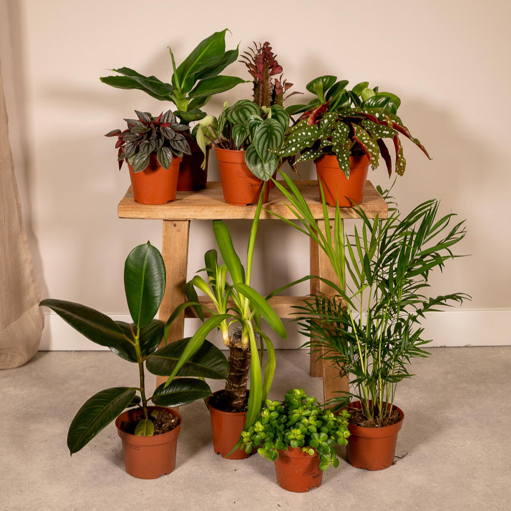 10× Plantenmix – Ø12 cm, 30 cm hoog
