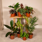 10× Plantenmix – Ø12 cm, 30 cm hoog