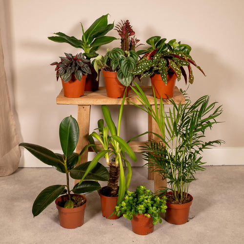 10× Plantenmix – Ø12 cm, 30 cm hoog